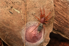 Nops variabilis