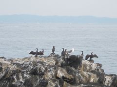 Phalacrocorax capillatus