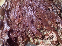 Microcladia borealis