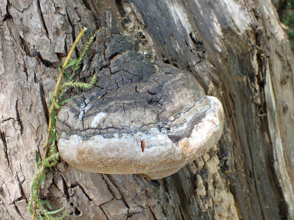 Phellinus igniarius · May 2026 · photo: © alexswift (iNaturalist, cc-by)