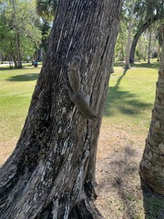 Sciurus carolinensis