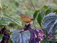 Myiothlypis bivittata