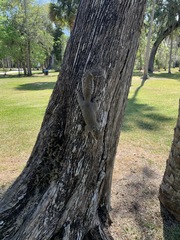 Sciurus carolinensis