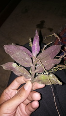 Robiquetia ligulata