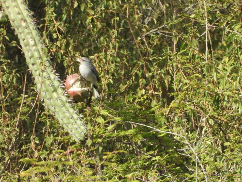 Grey-crested Finch (Lophospingus griseocristatus), photo 10