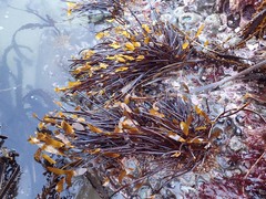 Laminaria sinclairii