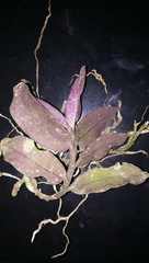 Robiquetia ligulata