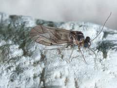 Peripsocus madidus