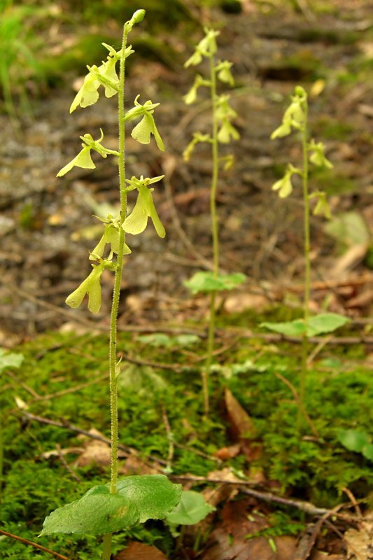 Neottia smallii