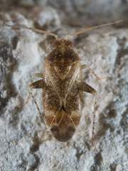 Hamatophylus guttulosus