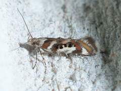 Aristotelia elegantella