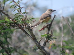 Rhodophoneus cruentus