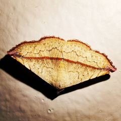 Eublemma perversicolor