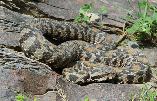 Wagner's Viper
