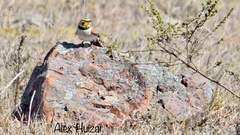 Eremophila alpestris