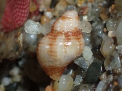 Ocinebrina