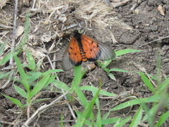 Acraea neobule neobule
