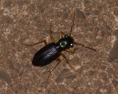 Neotetracha