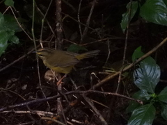 Myiothlypis bivittata