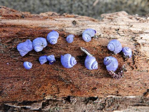 photo of Dwarf Violet Snail (Janthina exigua)