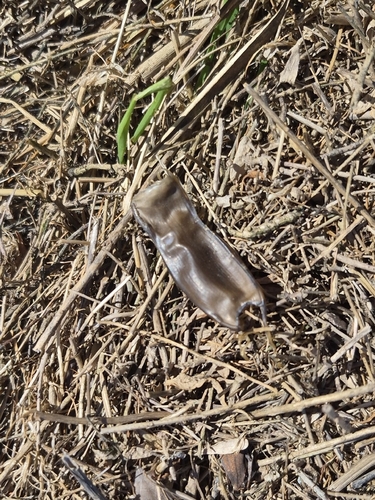 Scyliorhinus canicula