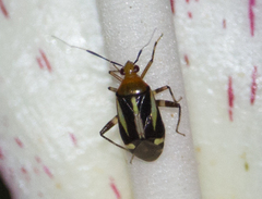 Horciasinus signoreti