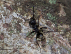 Dolichoderus bispinosus