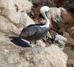 Pelecanus thagus