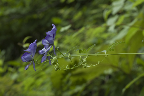 Aconitum arcuatum