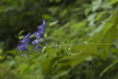 Aconitum sczukinii