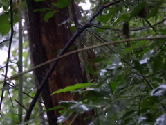 Dendrocolaptes picumnus