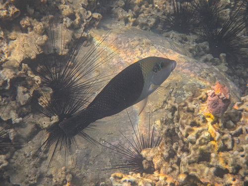Hemigymnus melapterus