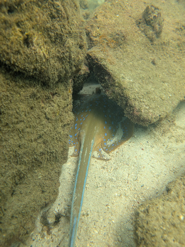 Taeniura lymma
