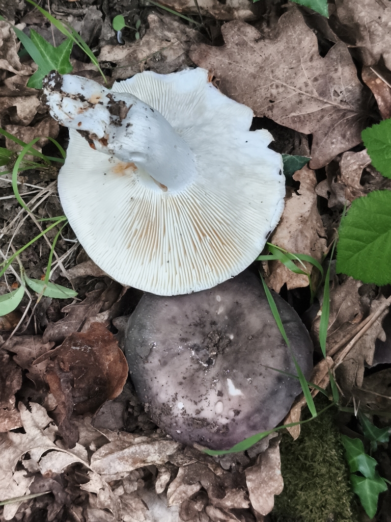 Russula cyanoxantha · May 2026 · photo: © jose_castro (iNaturalist, CC)