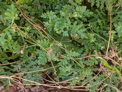 Eucrypta chrysanthemifolia bipinnatifida