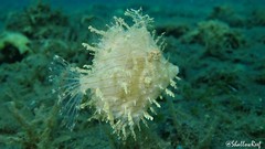 Chaetodermis penicilligerus