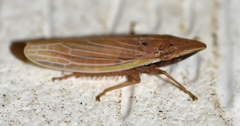 Draeculacephala septemguttata