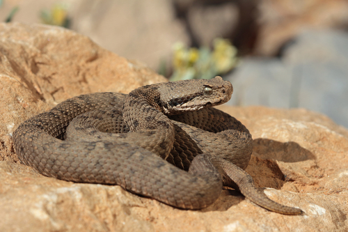 Lebanon Viper