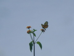 Eueides isabella eva