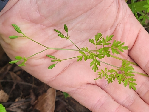 Chaerophyllum procumbens