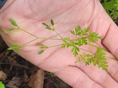 Chaerophyllum procumbens