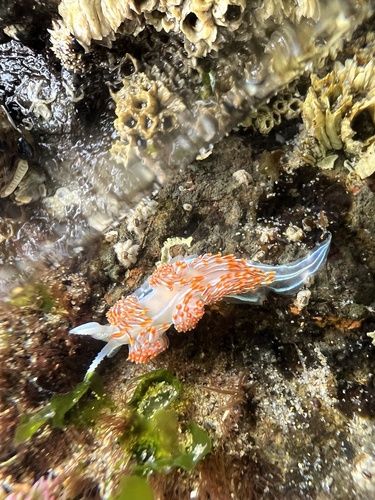 Hermissenda crassicornis