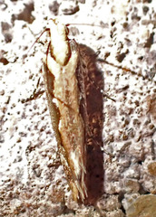 Ornativalva erubescens