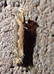 Ornativalva erubescens