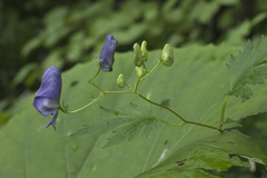Aconitum sczukinii