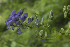 Aconitum sczukinii