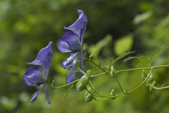 Aconitum sczukinii