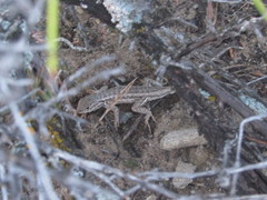 Sceloporus graciosus graciosus