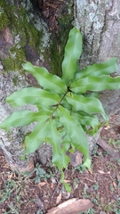 Phlebodium aureum