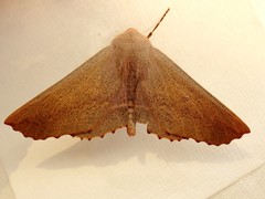 Monoctenia smerintharia